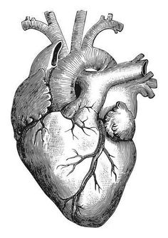 the human heart is shown in black and white