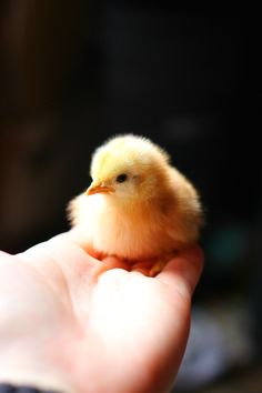 a small yellow chick sitting on top of someone's hand in the sun light