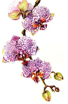 two purple orchids with spots on them