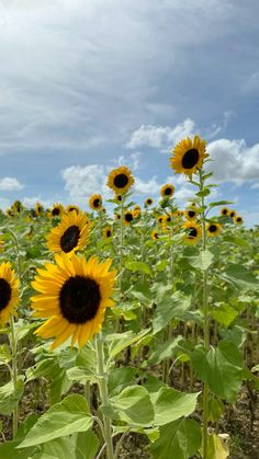 the sunflowers are blooming in the field