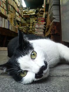 a black and white cat laying on the ground in front of bookshelves with yellow eyes