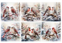 four pictures of birds sitting on top of a tree branch in the snow with berries