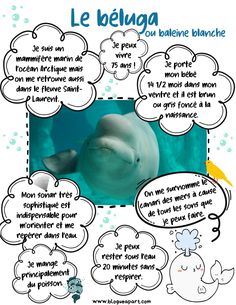 a poster with an image of a dolphin and its speech bubbles