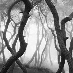 black and white photograph of trees in the foggy forest with no leaves on them