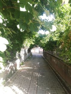 an alley with trees lining the sides and brick walkway leading to another area that is fenced in