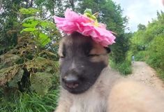 a baby goat with a pink flower on it's head is being held by someone