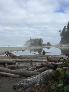 driftwood on the beach with trees and water in the background