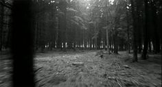 a black and white photo of trees in the woods