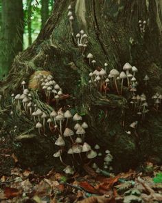 a group of mushrooms growing on the side of a tree