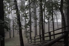 a wooden bench sitting in the middle of a forest on a foggy day with lots of trees