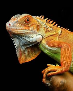 an orange and green iguana sitting on top of a tree branch in front of a black background