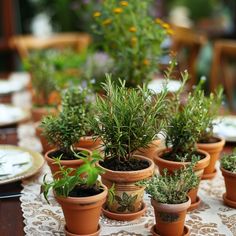 there are many potted plants on the table