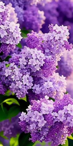 purple lilacs are blooming in the garden