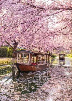 a boat floating on top of a river next to a tree filled with pink flowers