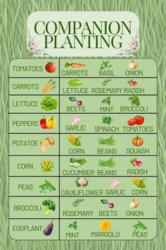 a poster showing the different types of vegetables and their names in english, spanish, and french