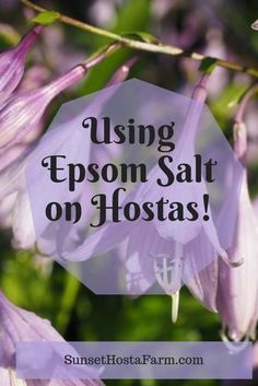 purple flowers with the words using epsom salt on hostas