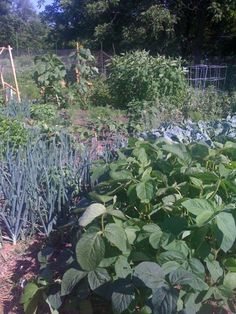 a garden filled with lots of green plants next to a metal fence and some trees