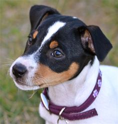 a black and white dog with a purple collar looking up at the camera while standing on grass