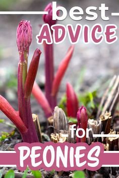 the words best advice for peonies are in front of some pink and white flowers