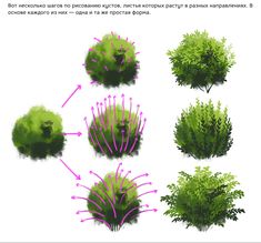 the different types of plants are depicted in this image, with arrows pointing to them