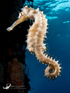 a sea horse is swimming in the water