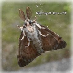 a brown and white moth with words on it's back side in front of a blurry background