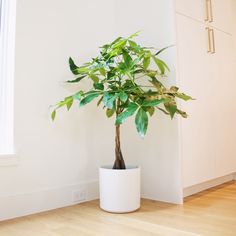 a potted plant sitting on top of a hard wood floor