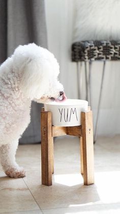 a white poodle eating out of a bowl on top of a small wooden stool