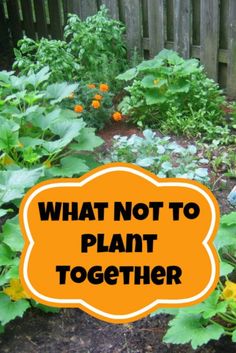 what not to plant together in the garden