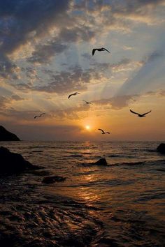 birds flying over the ocean at sunset