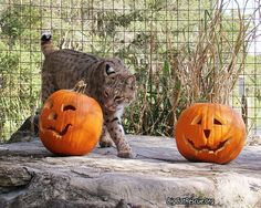 a cat walking next to two carved pumpkins