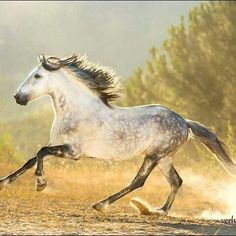 a white and black horse is running in the dirt with trees in the back ground