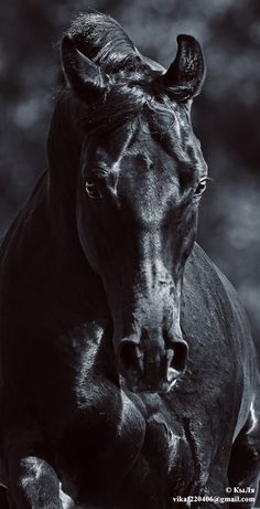 a black and white photo of a horse running