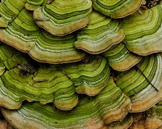 a close up view of some green and yellow mushrooms