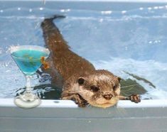 an otter is swimming in the water with its head above the edge of the pool