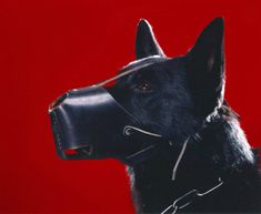 a black dog wearing a leather muzzle on a red background with the collar down to it's face