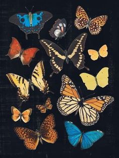 a group of butterflies sitting on top of a black surface with blue, yellow and orange colors