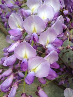 purple flowers are growing on the side of a wall