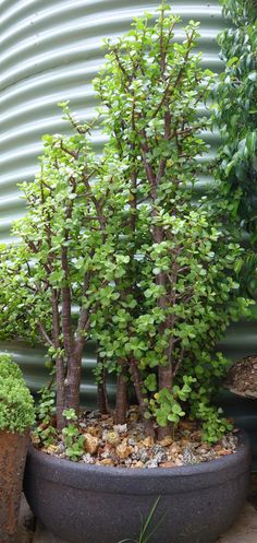 a potted plant with small trees in it