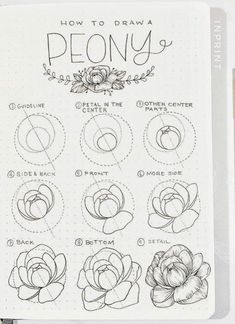 an open notebook with drawings on it and the words how to draw peony written in cursive writing