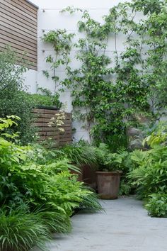 an outdoor garden with lots of plants and trees