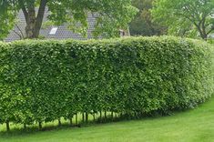 a hedge is shown in the middle of a lawn