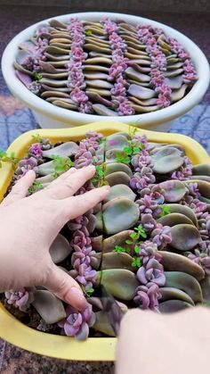 two yellow trays filled with succulent plants