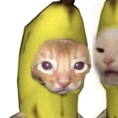 an orange cat peeking out from between two bananas