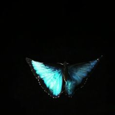 a blue butterfly flying in the dark