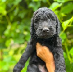 a black and brown puppy sitting on top of a person's hand in front of green leaves