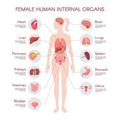 the human body with organs and their names in different languages, including stomachs, livers