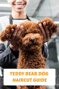 the teddy bear dog haircut guide is being held by a man in an apron