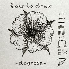 an ink drawing of a flower with the words how to draw