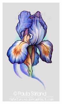 a painting of a blue iris flower on a white background